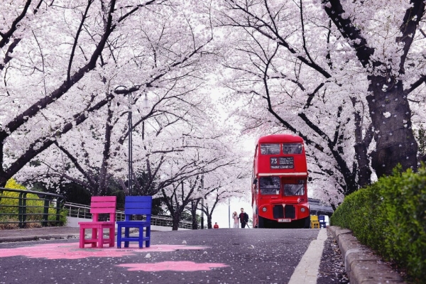 이월드 벚꽃아래 2층버스 ⓒ이월드